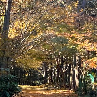 落ち葉🍂で綺麗
