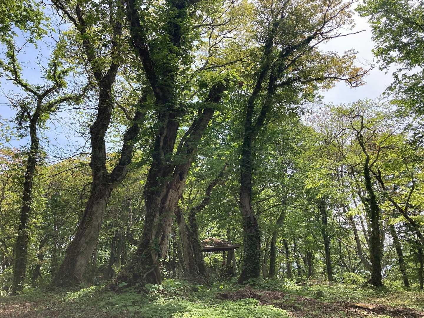 梵珠山 往復コースの写真