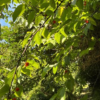 コウゾの実🍒
つまむと甘かった

私も母も「キイチゴ」と思っていて、
食べたら酸味がなかったので
AIに名前を聞いたら、コウゾです、と。