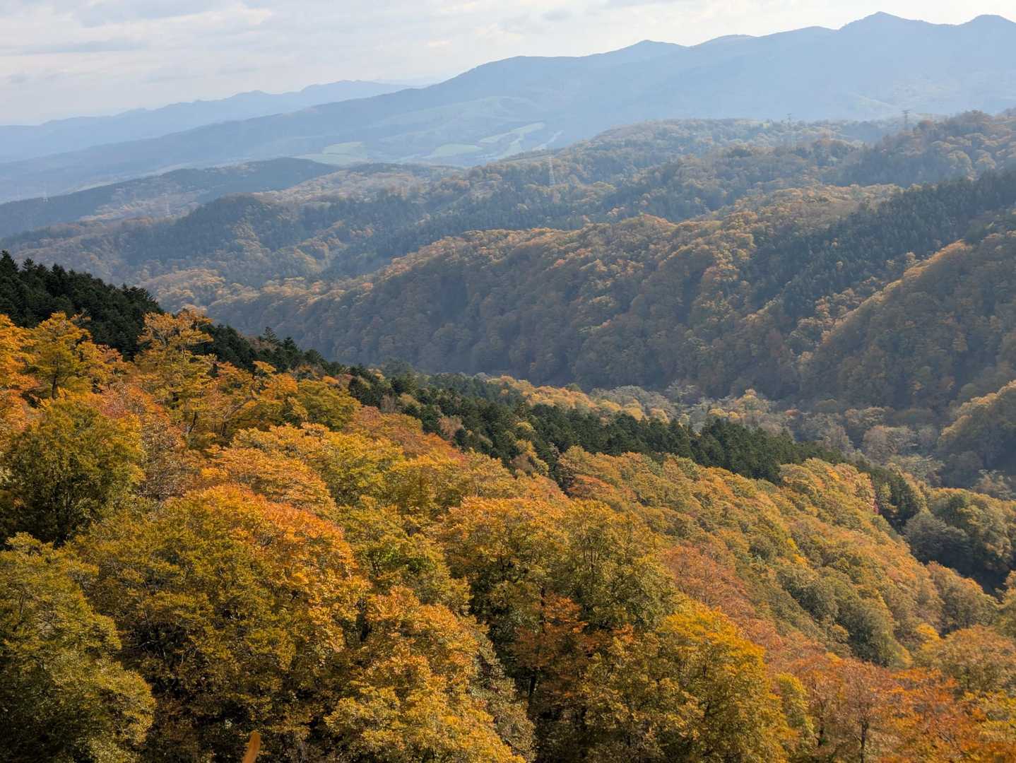 紅葉もきれー🍁