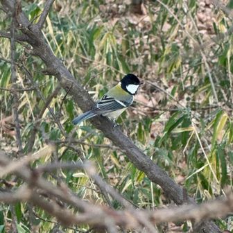 必死に囀って〜♪♪
