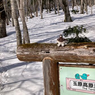 ここから急登では無いけど↗️🪵ぶなの林