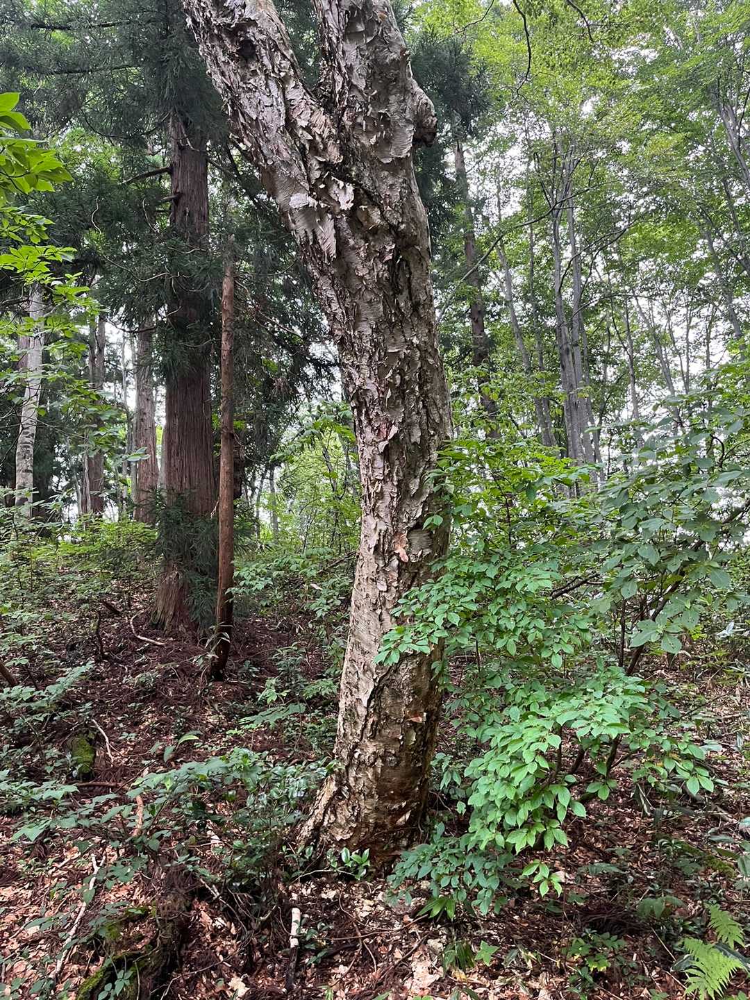 これって、樹皮が紙のように剥がれて、ダケカンバに似てる。ダケカンバはもっと高いところに生える。
斧折れカンバかな？
（硬いので、斧が折れる樺の木という意味）