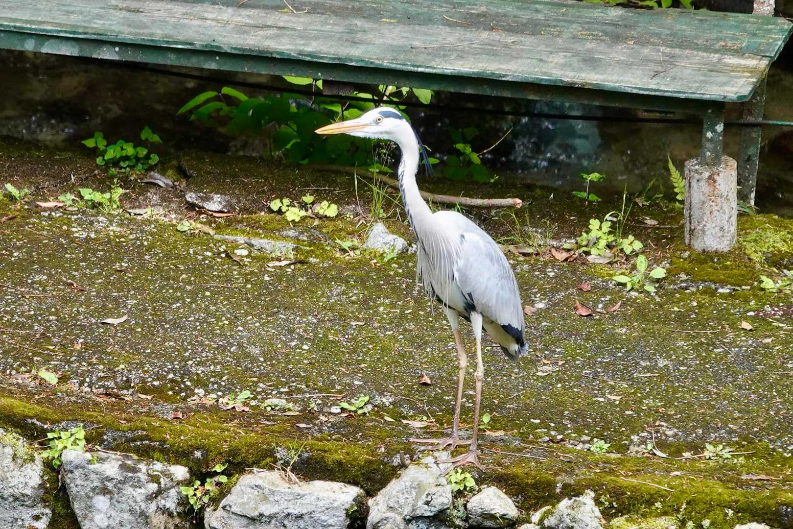 ダイサギ