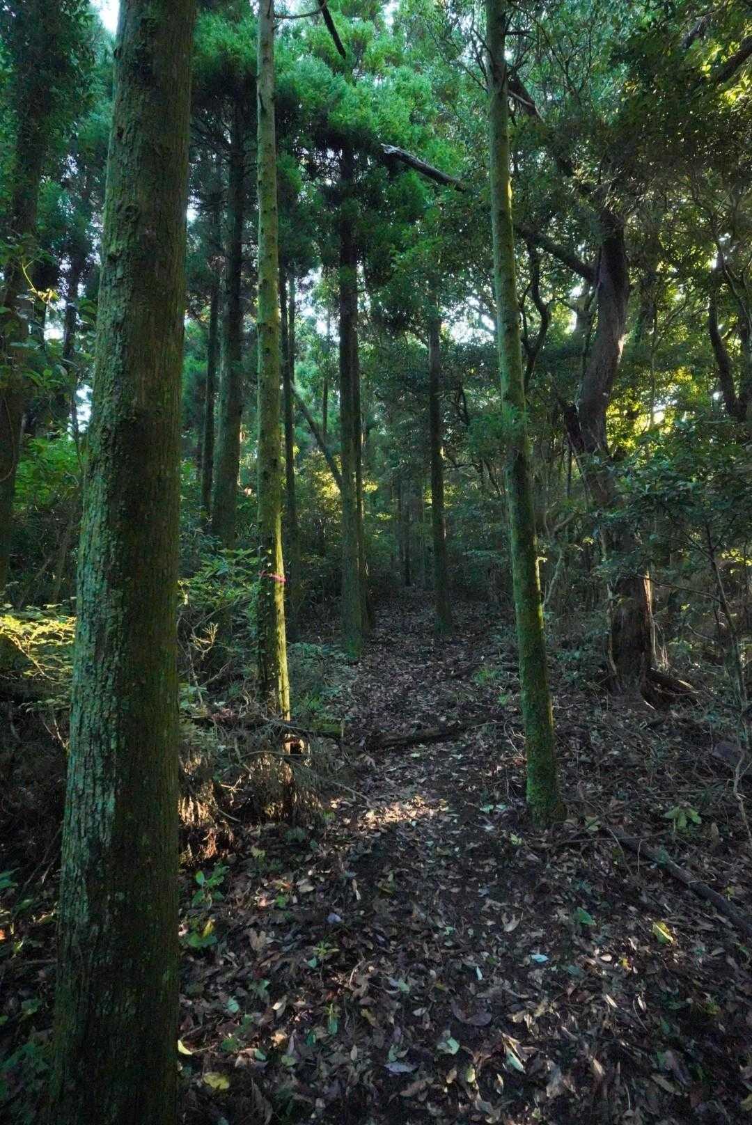 厳かな雰囲気のいいトレイル