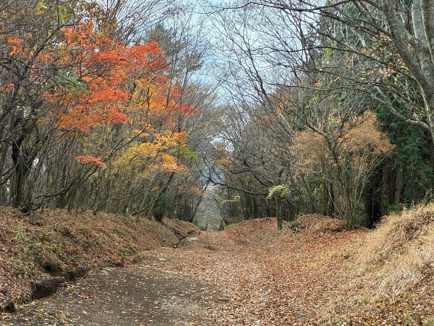 紅葉ロード🍁