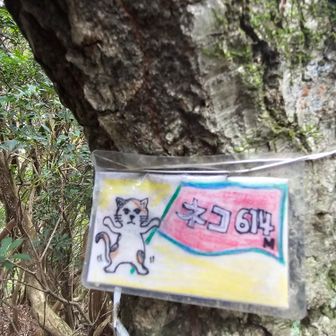 614匹のねこちゃん
