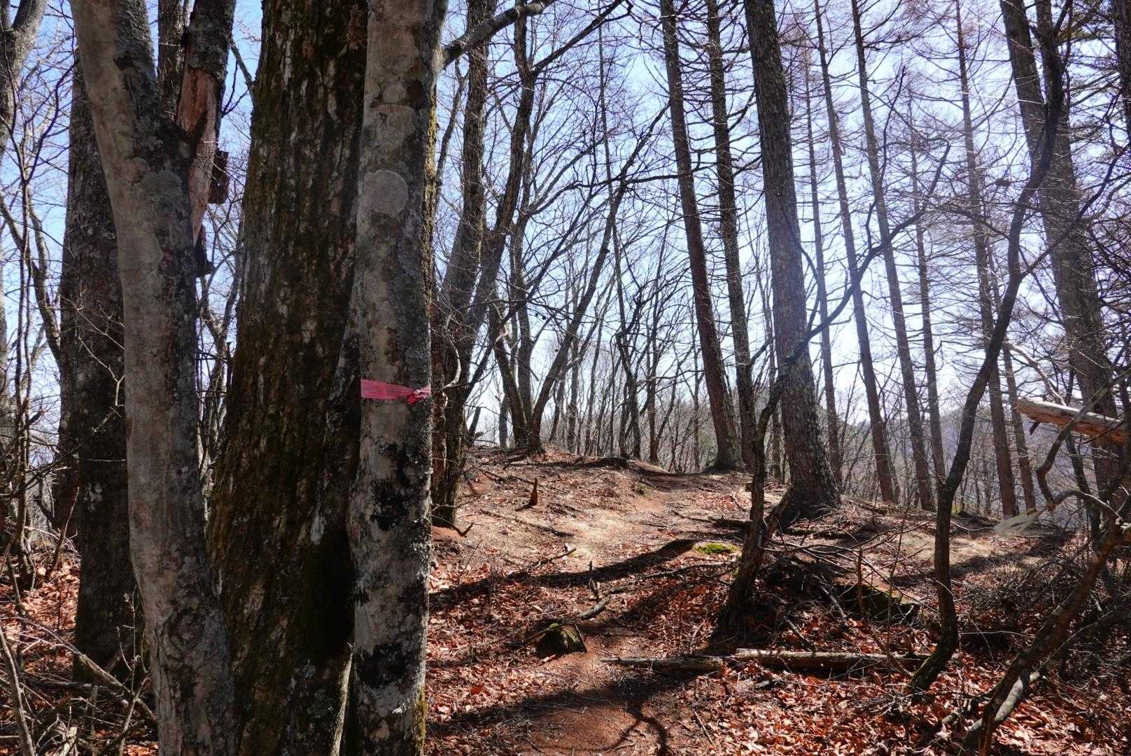 戸谷峰山頂からの道が迷いやすい
少し歩いたらやっとピンクテープ見つけた
