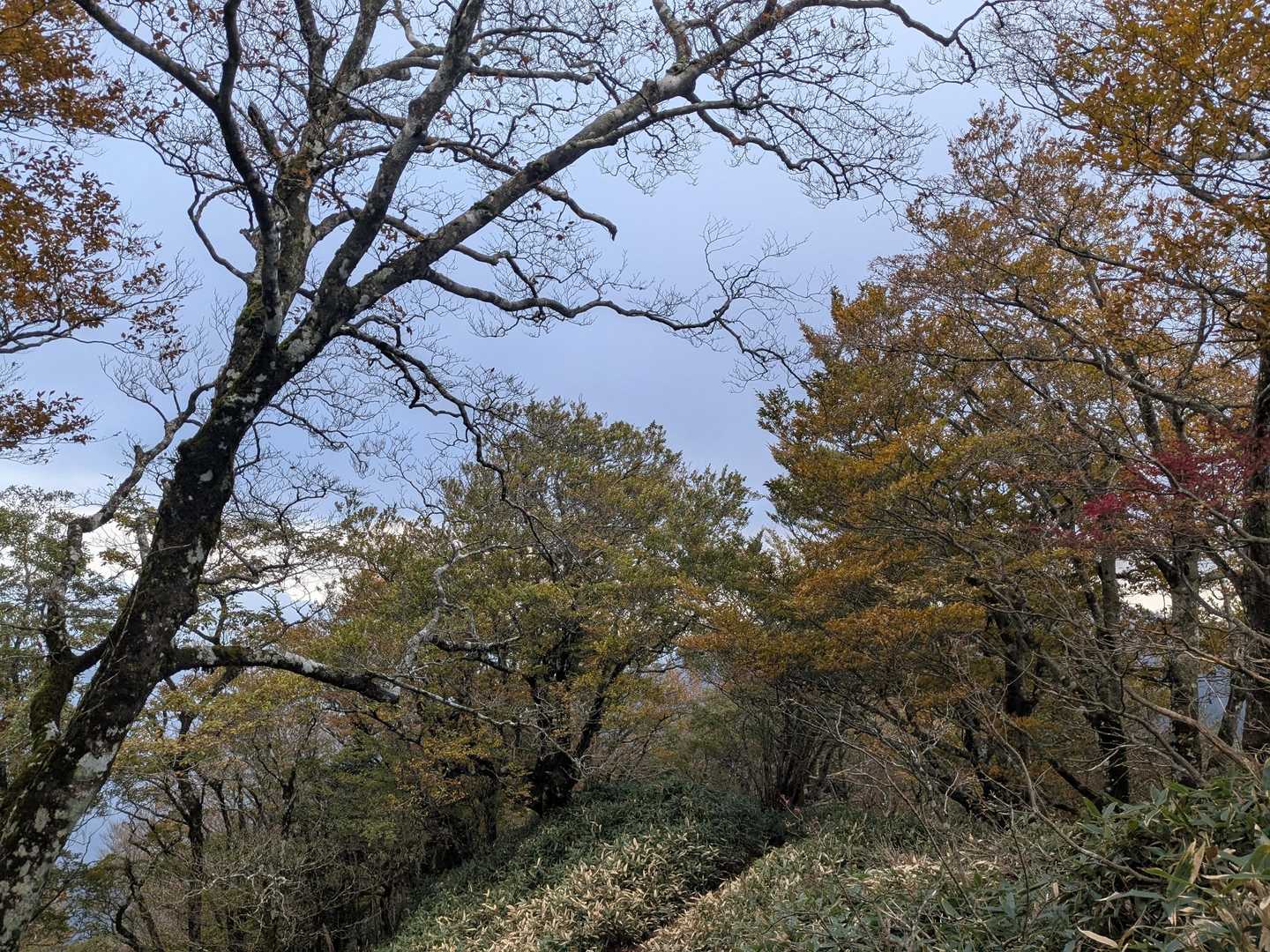 旧寒風山トンネル南口-桑瀬峠-寒風山-笹ヶ峰 往復コースの写真