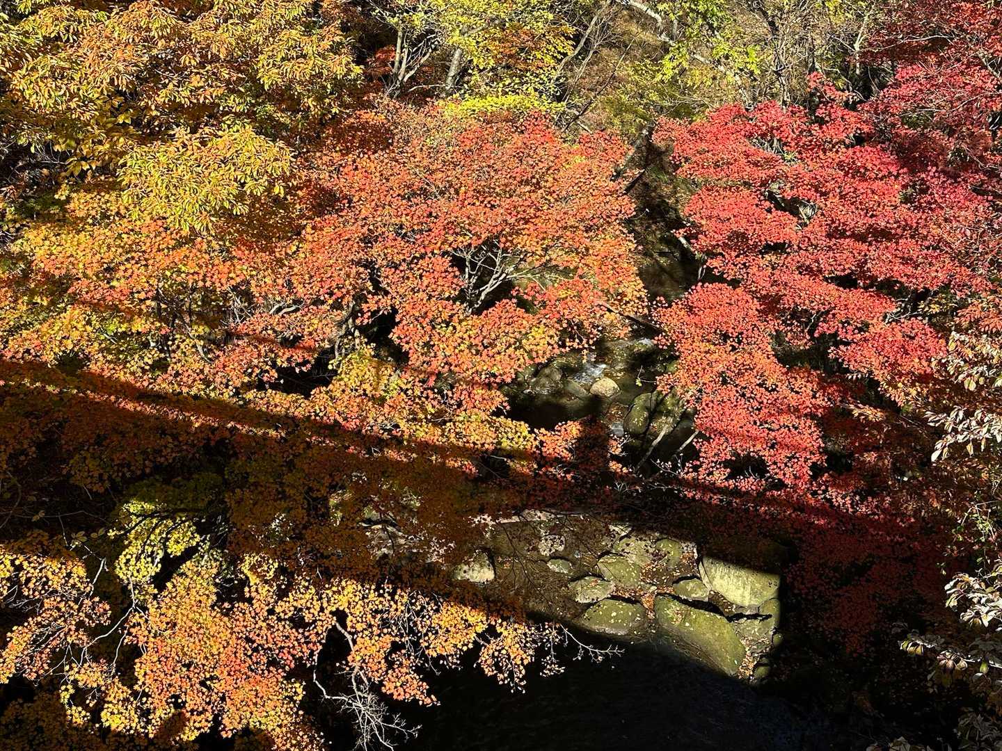 橋の上から…