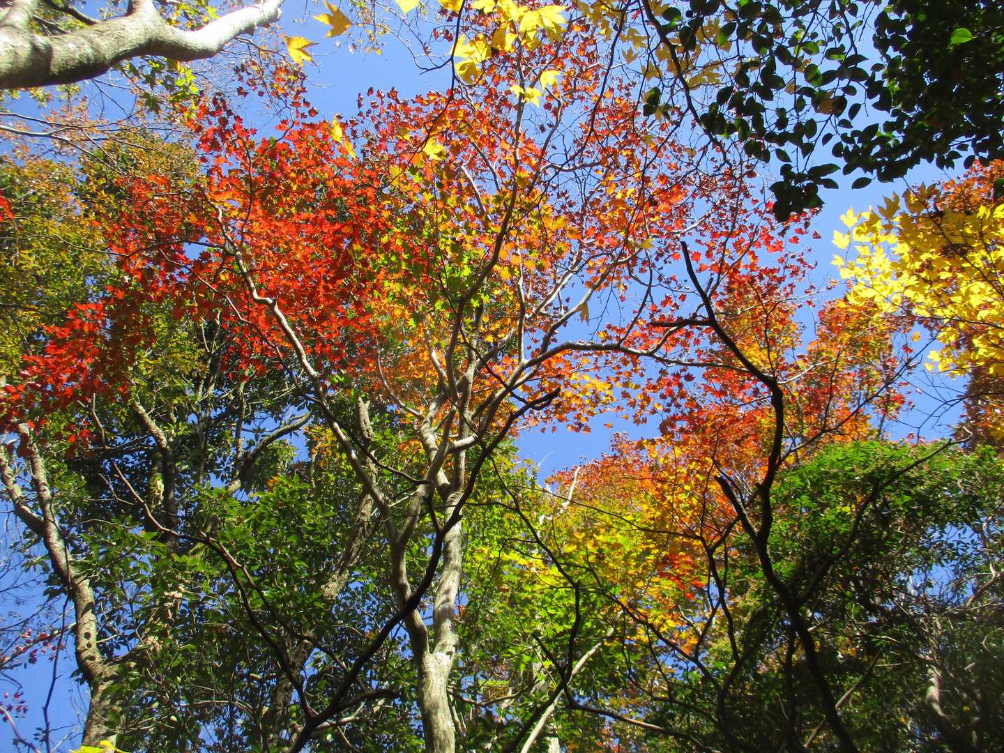八方ヶ岳（熊本県）登山ルートの写真