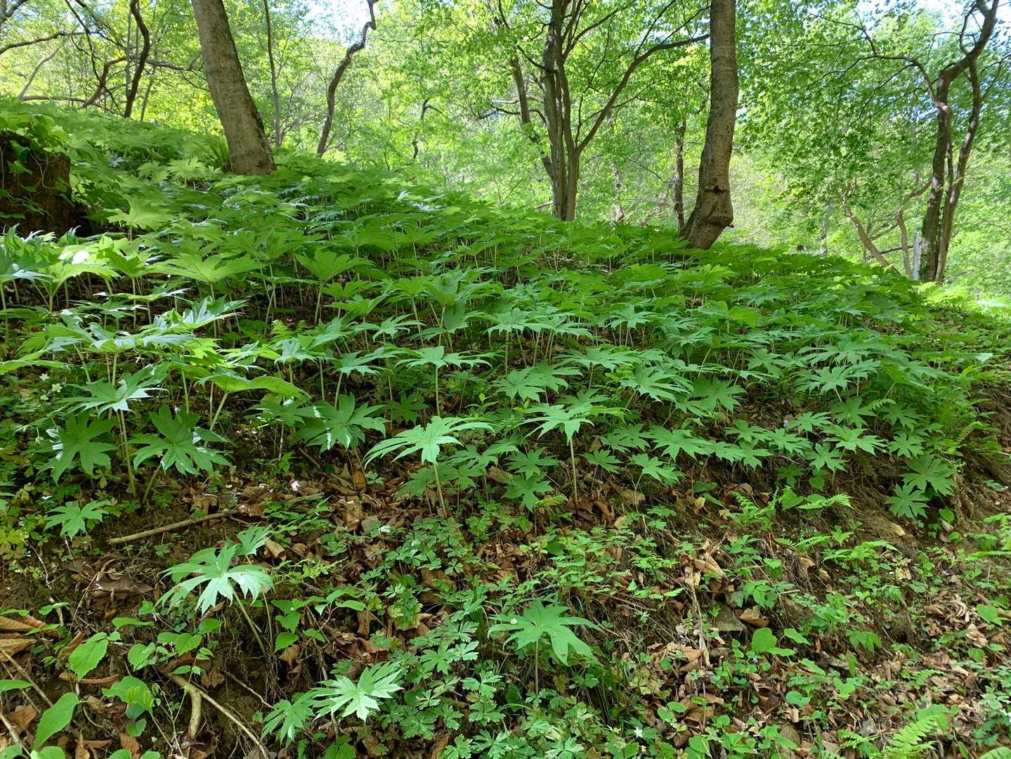 ヤマタイミンガサ
カタクリの成長には、芳しくない💦植物、と教えていただいた🙏