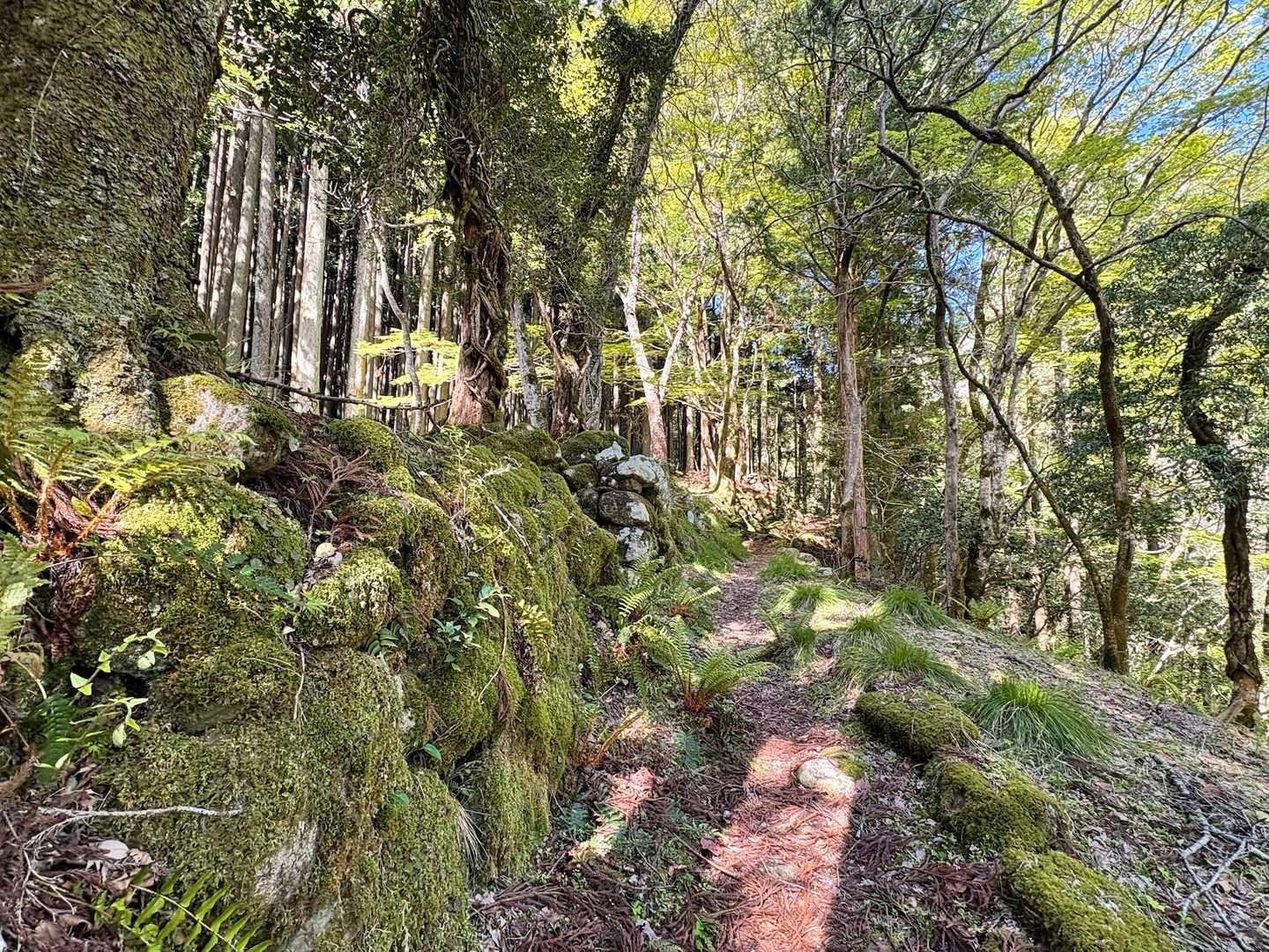 いきなりいい感じ🌿✨
カラッとして新緑のいい季節です🌿