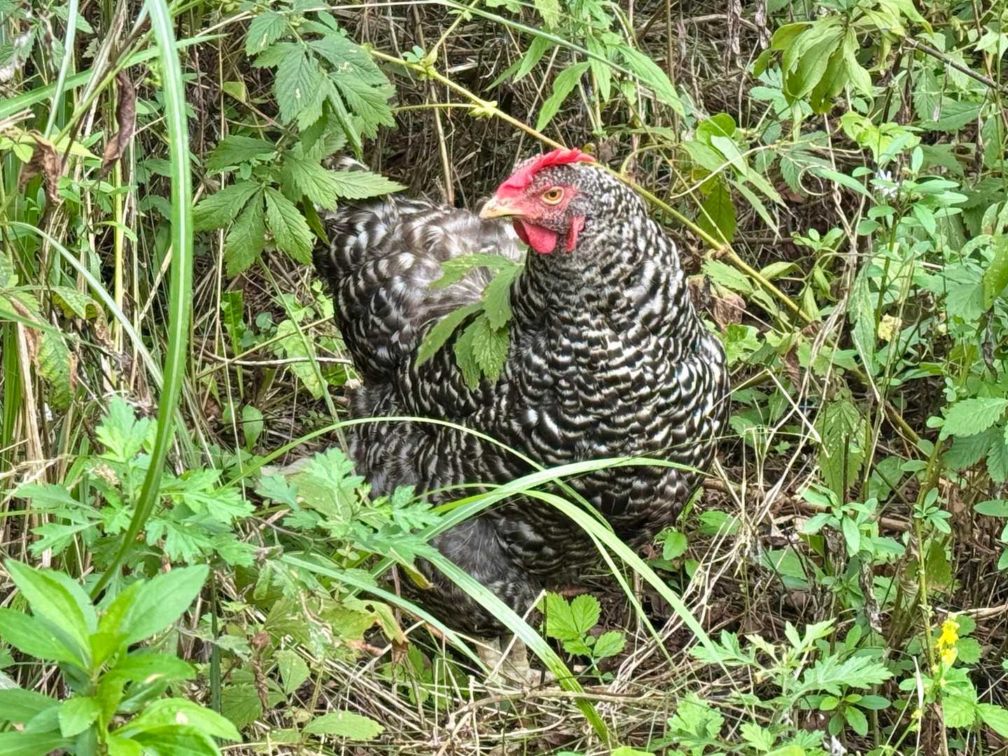 雷鳥ちゃうやん😆
🐓鶏やん🤣
こんな所に鶏🐓いたんだね〜😅

今日は久しぶりに、あけみん*さんと、カツコンでいっぱい歩けて、ススキ🌾も見れてお花🌼🌸も沢山見れて楽しかった〜🥰

今日も最後までご覧頂きありがとうございました😊🌾🌸🌼🍄‍🟫🐓♪
