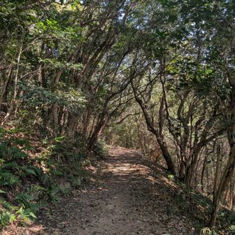 水平道！涼しい～空気が気持ちいい。
どうやらここで、ストックについている結束バンドを落としてみたい…また今度行こうと思います。