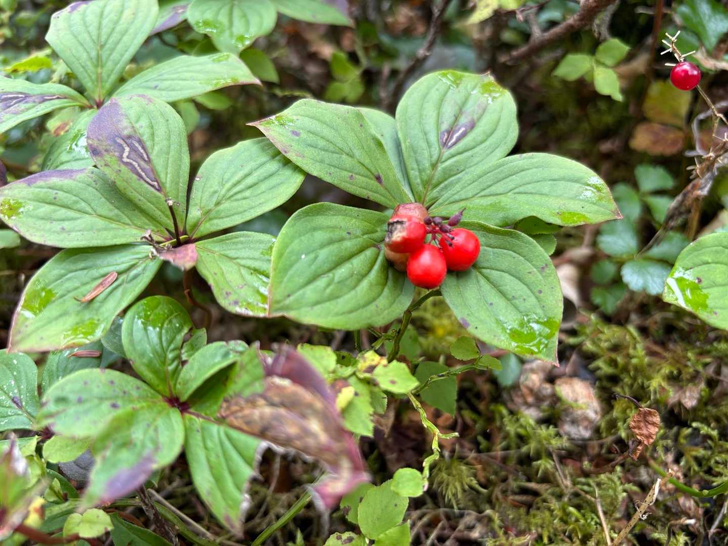 ゴゼンタチバナの実🍒
