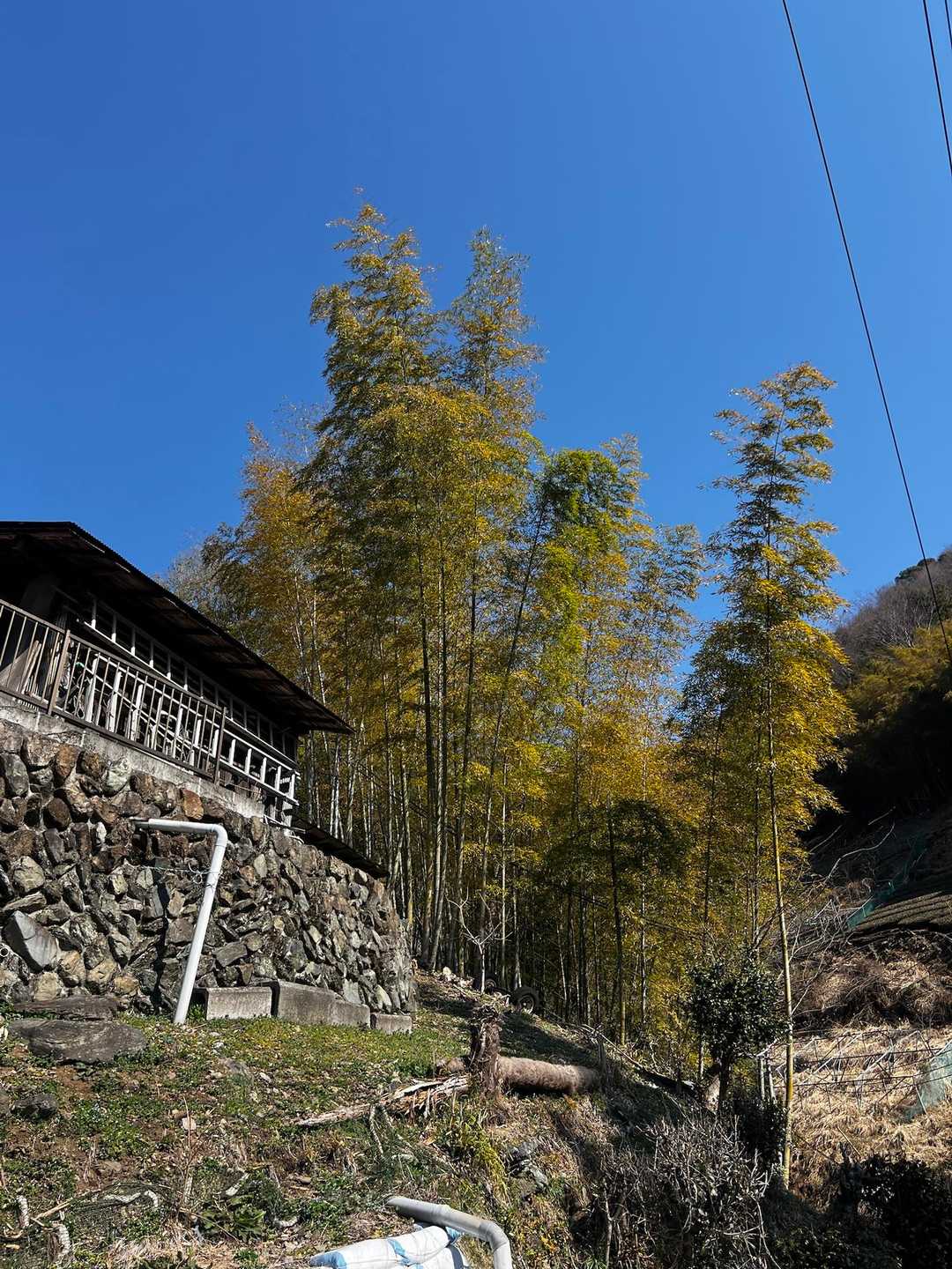 下山、竹が綺麗でした