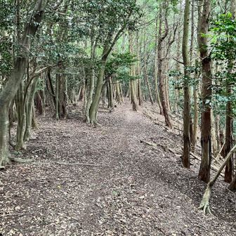 道が平坦になり快適な登山道が続く