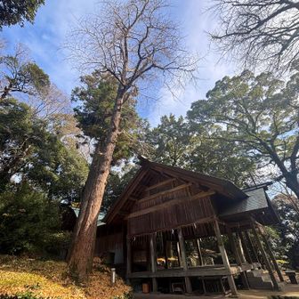 拝殿の隣りには立派な銀杏の木🍂