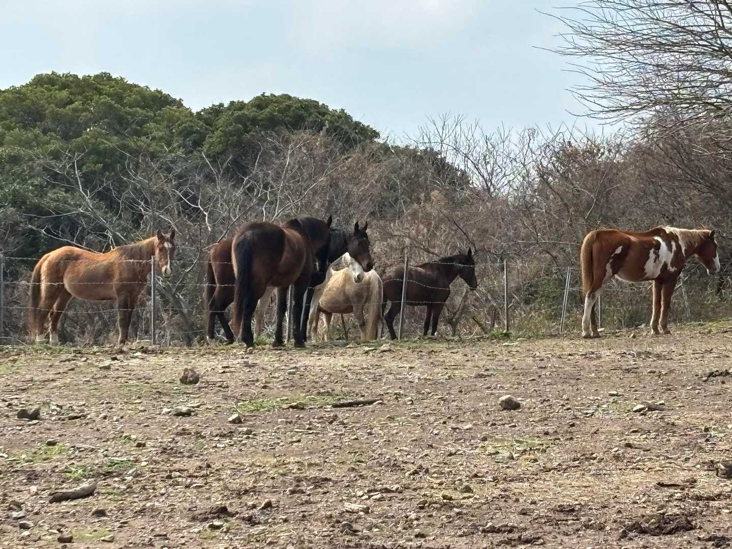 🐴🎠🐎