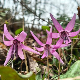ネクターガイドもハッキリ確認出来ますね😁