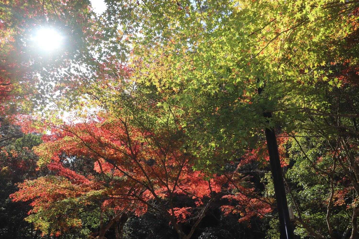 紅葉谷公園へ