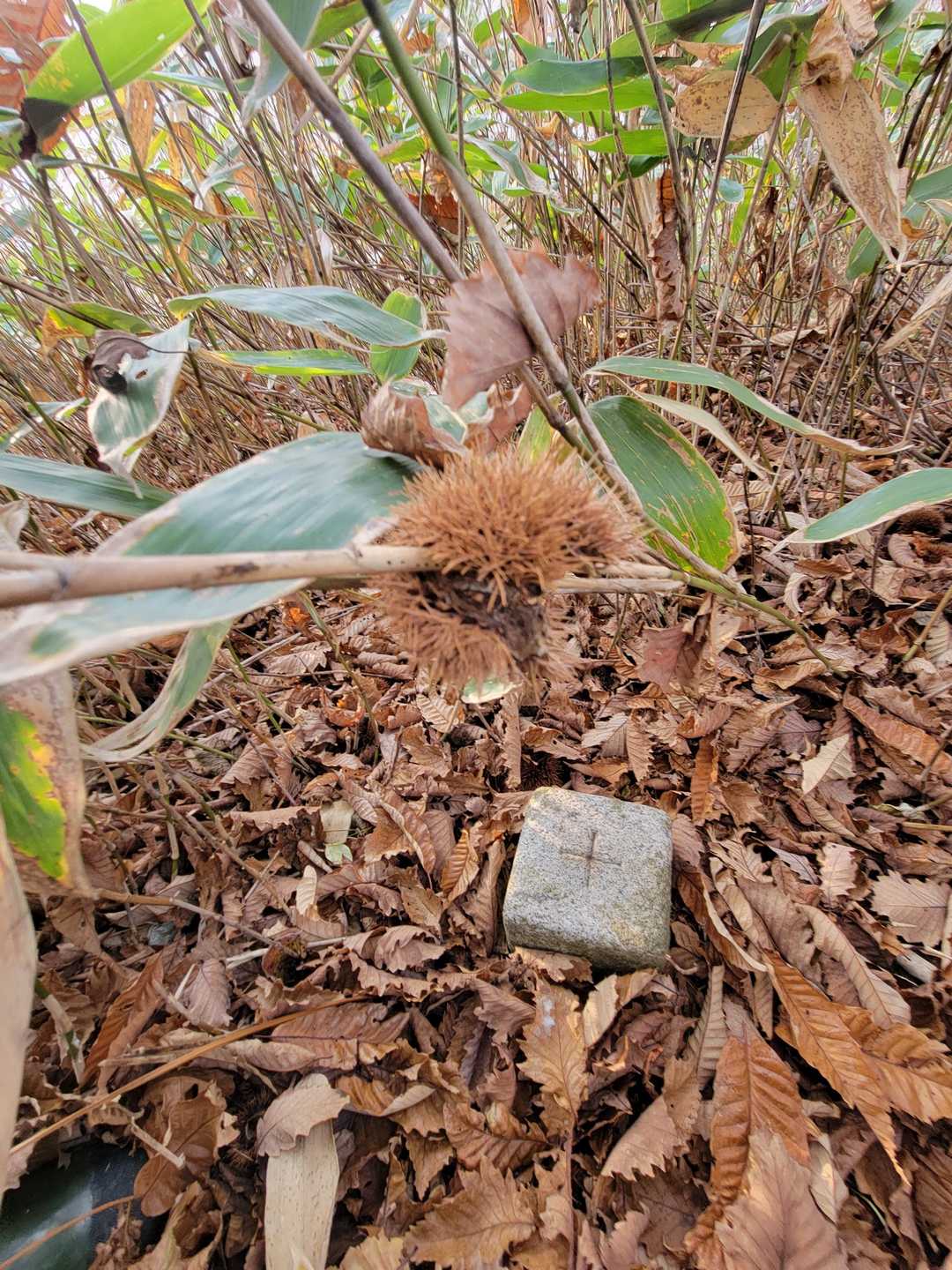 たまたま🌰の脱け殻と三角点△