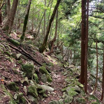 なぜ撮ったのかな？あ、苔の色が綺麗だったから撮影したんだ。全然違う写真になってる。