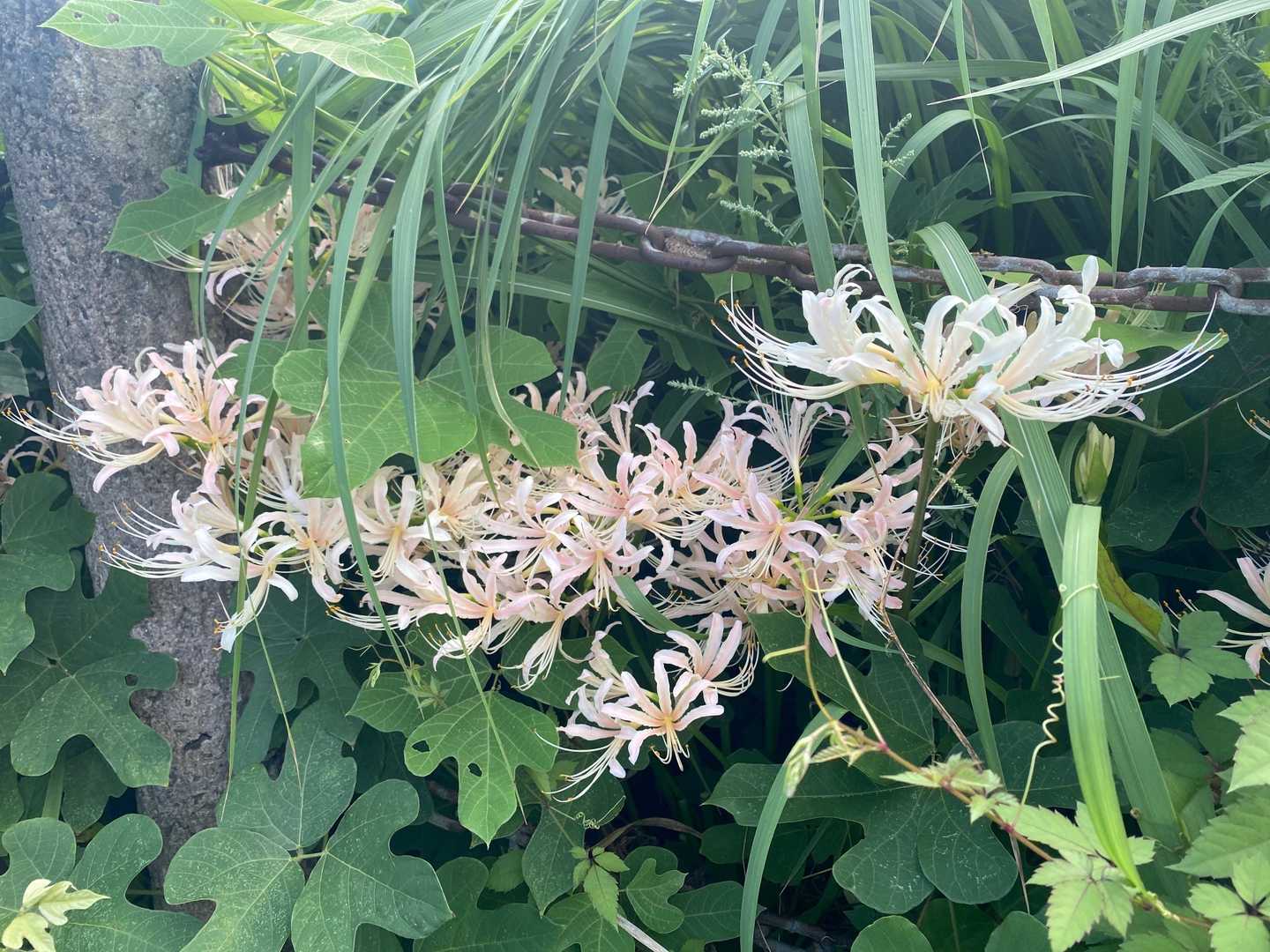 草ボーボーの中に秋見っけ🫶