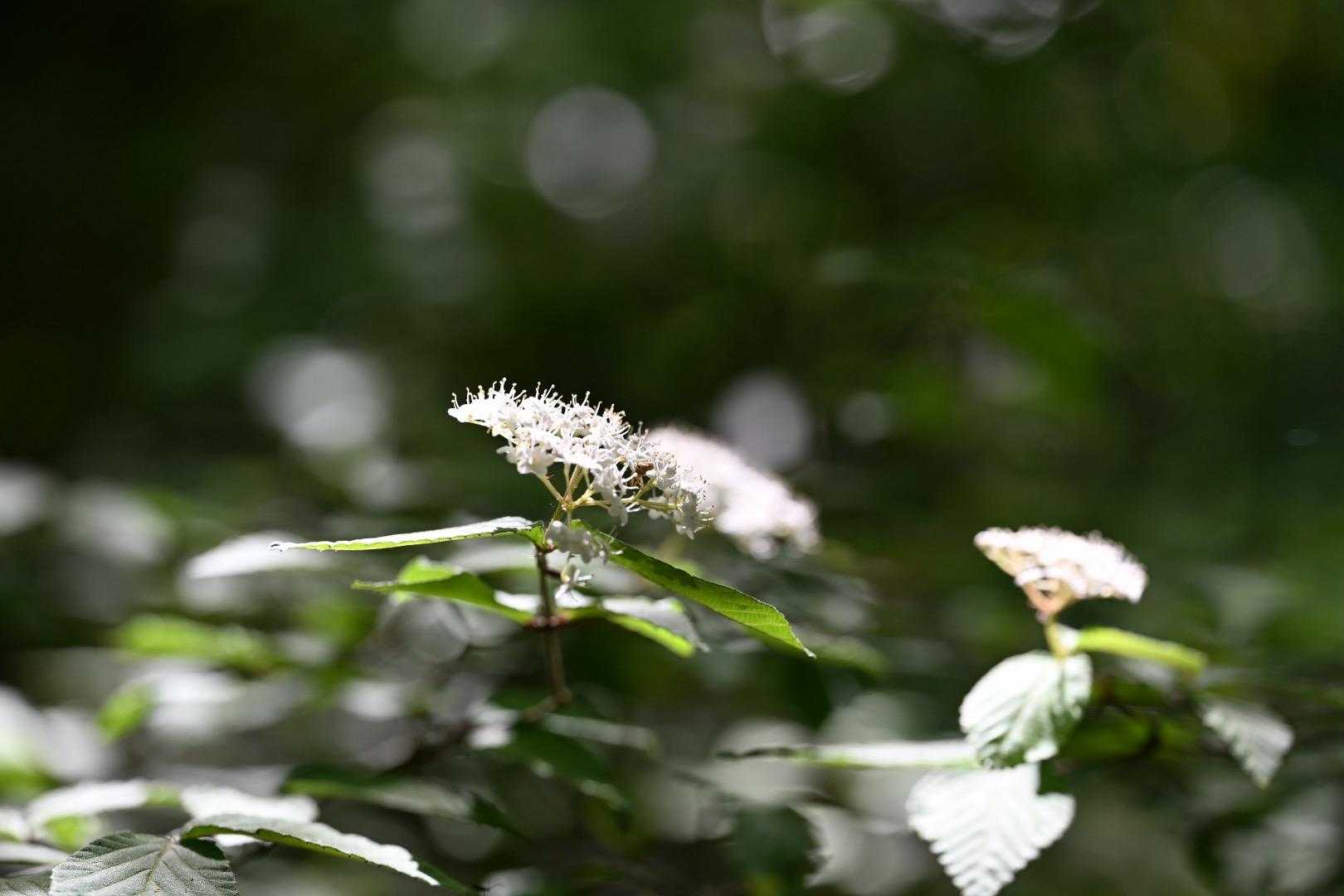 カマズミかな？