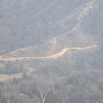 あそこに見えるところが先日植樹されたところですね。