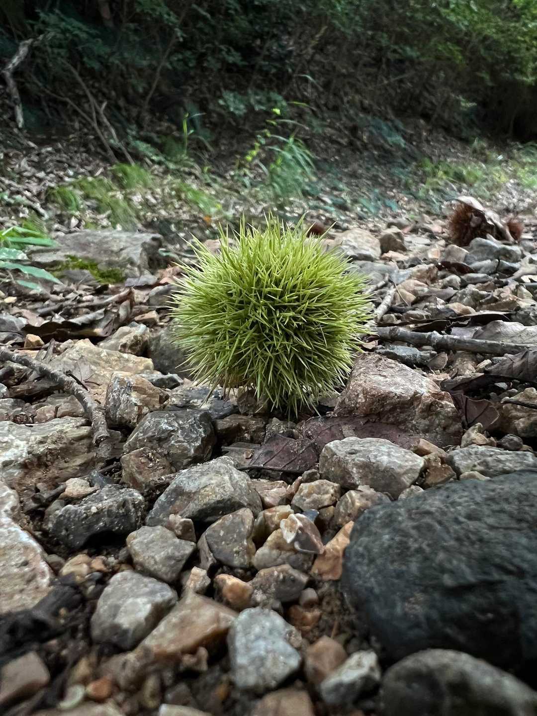 ぐみの木峠 往復コースの写真