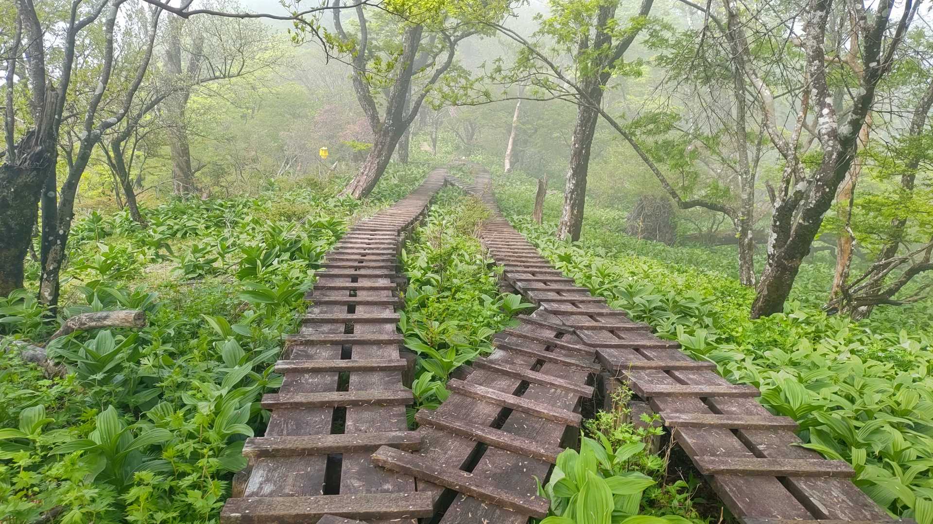 映えますね
