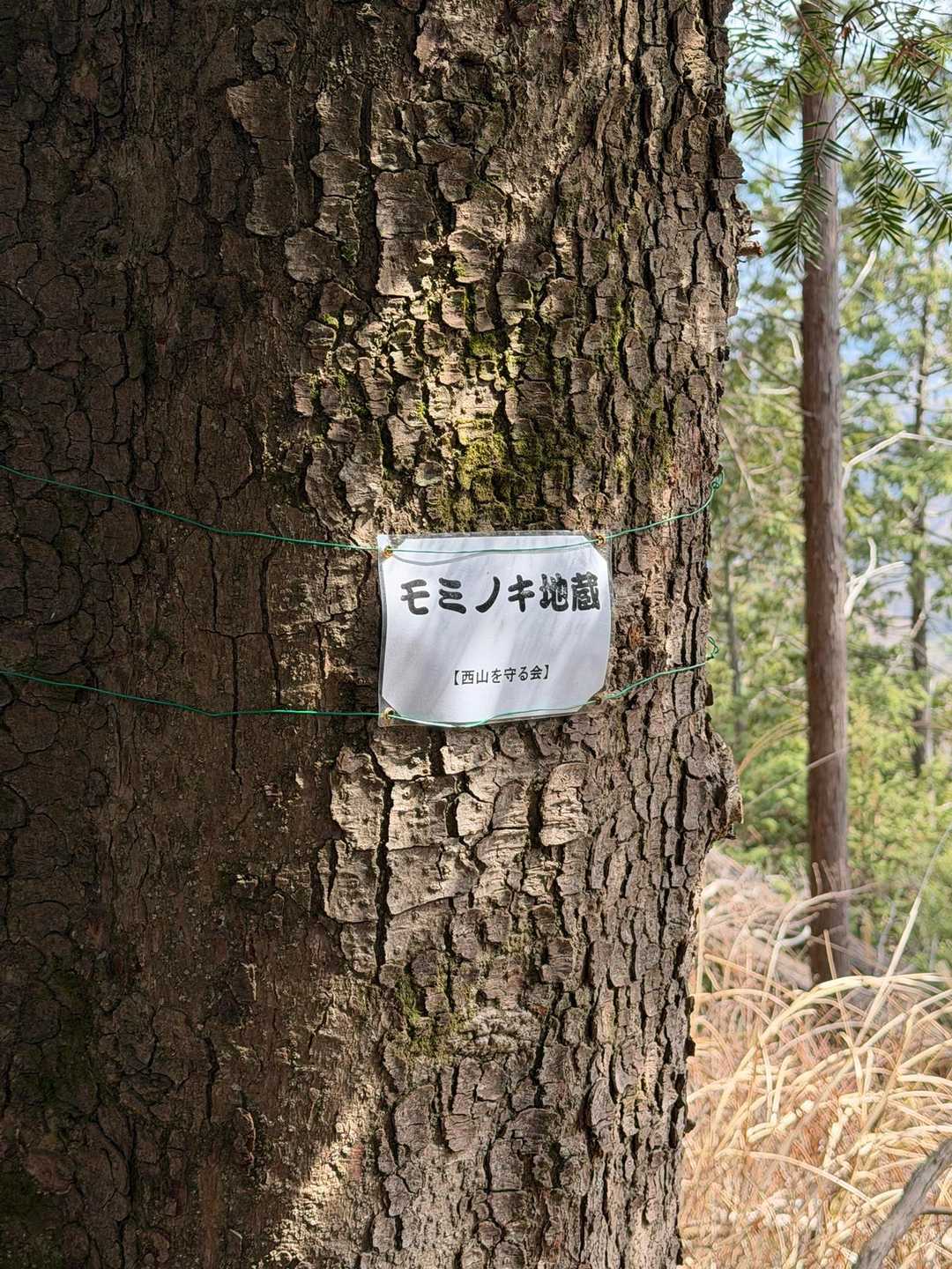 モミノキ地蔵さま