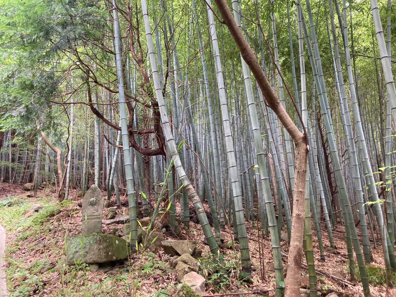 竹林が🎋綺麗〜