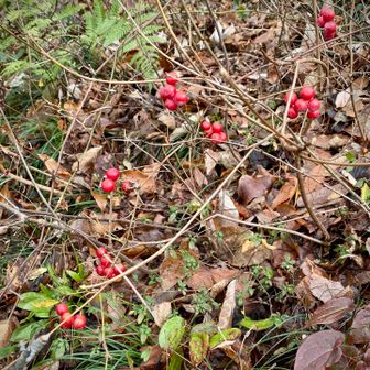 サルトリイバラ