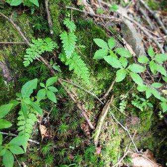 北岳草❀を探しにキタダケ(⁠ ⁠ꈍ⁠ᴗ⁠ꈍ⁠) 2024-6-22 / まき∞の登山