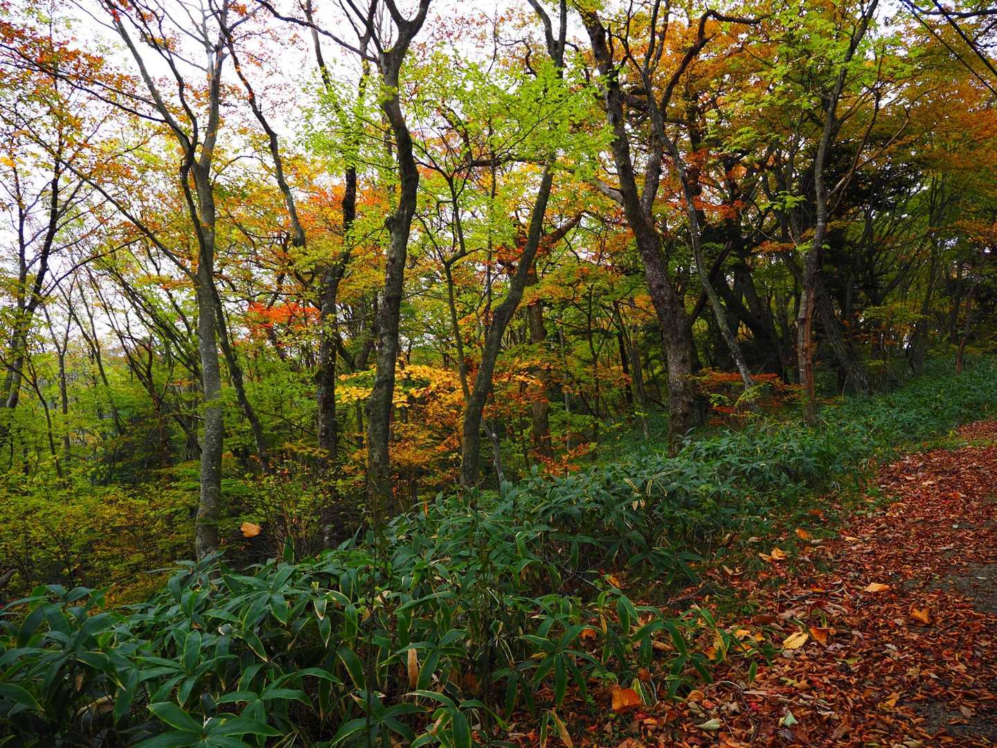 日輪寺-八溝山 往復コースの写真