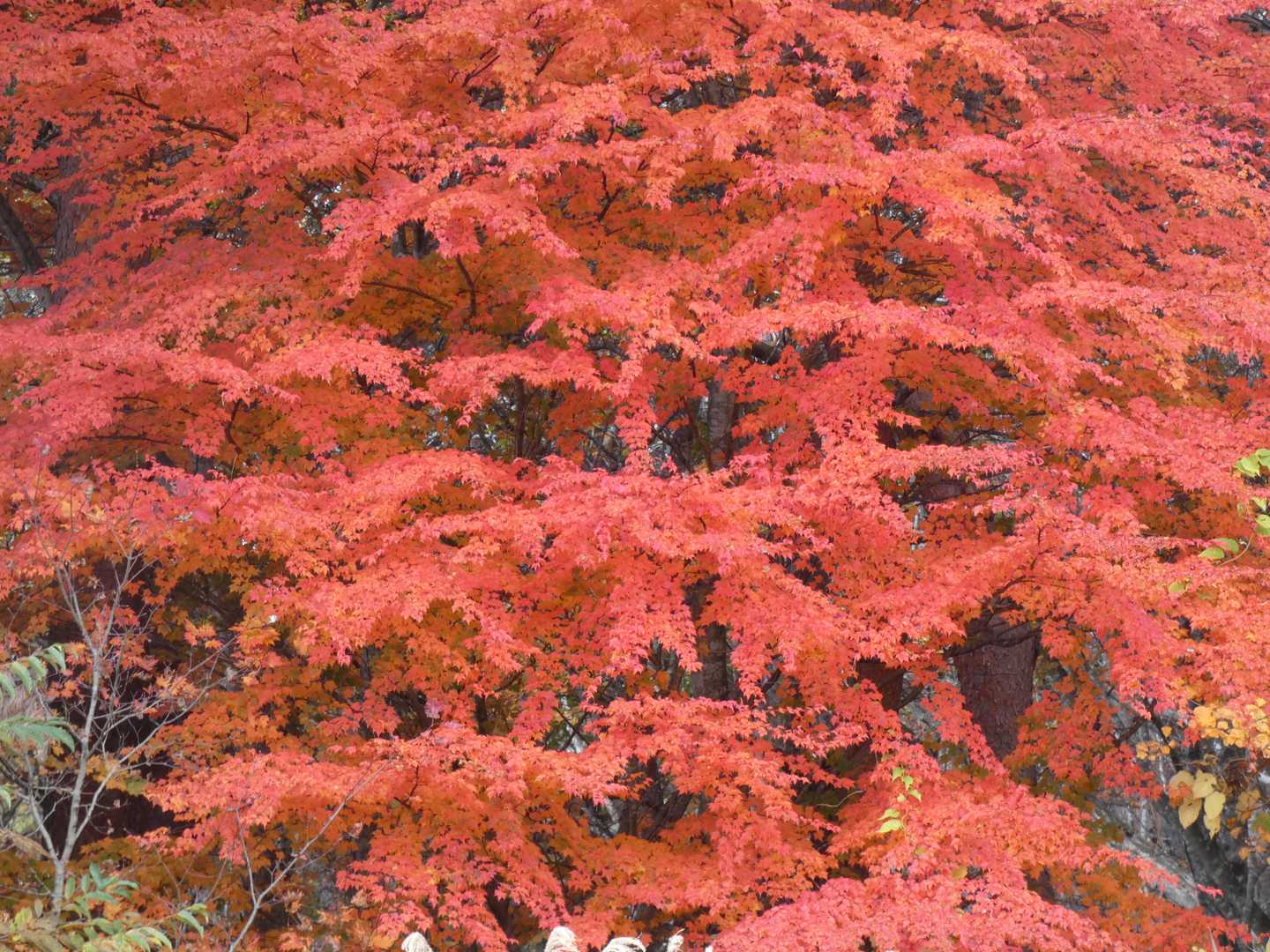 猪苗代登山口-赤埴山 往復コースの写真