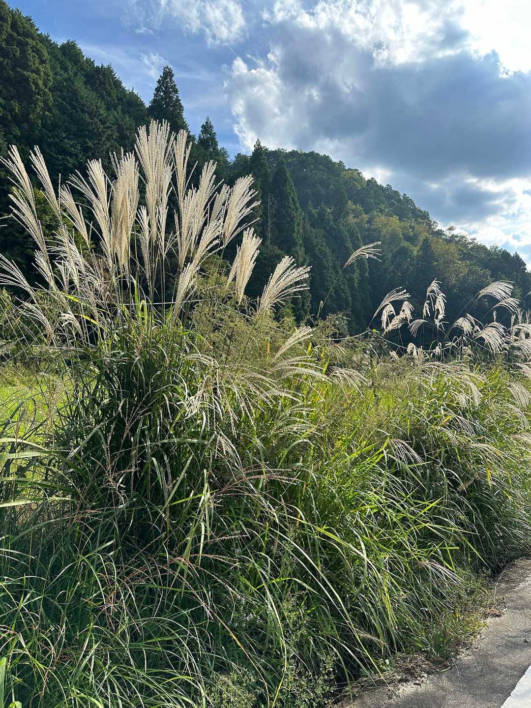 白髪岳登山口-白髪岳 往復コースの写真
