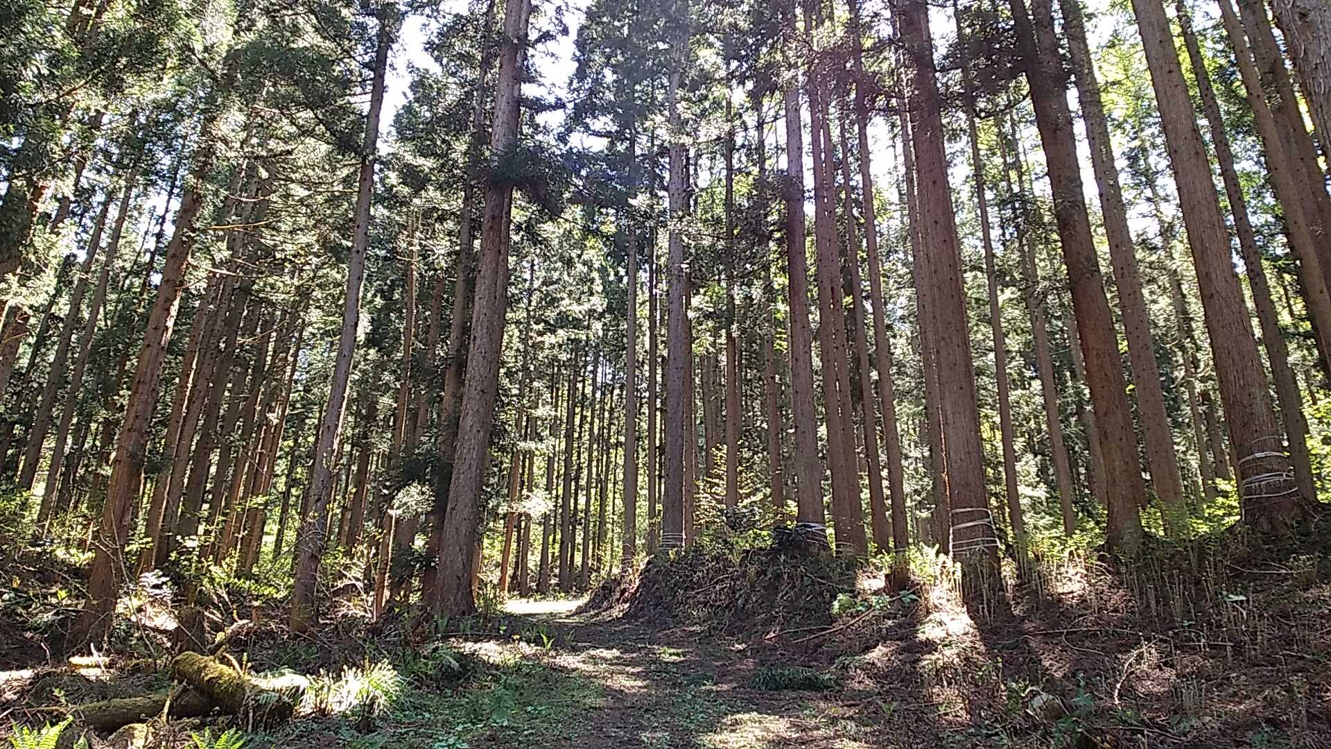 林道を歩く