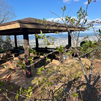 前回来た時に準備中だった蕾は、もう葉桜になっちゃった。。。