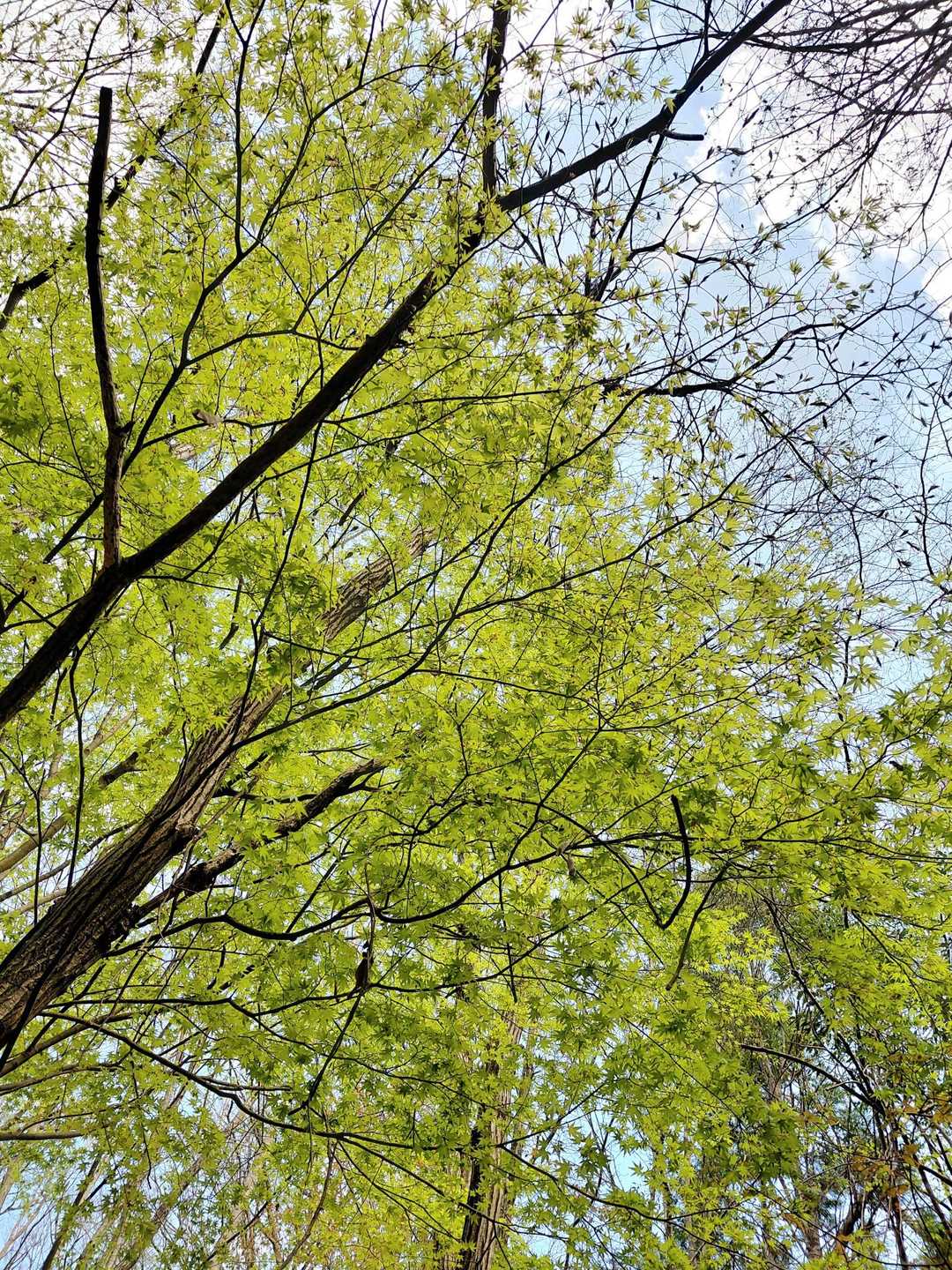新緑の季節💚