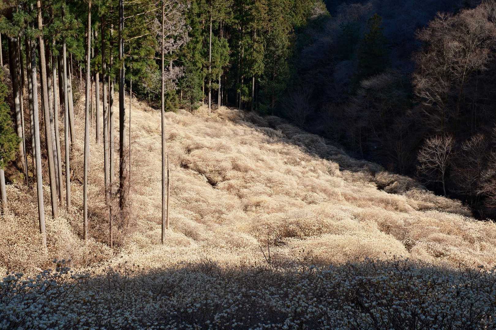根本山登山口 往復コースの写真