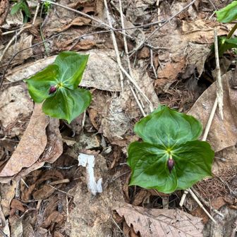 エンレイソウ、早くも観察できました😀
