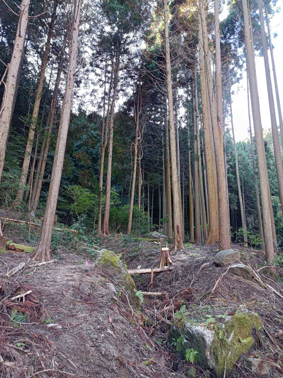 作業道を上がっていくと、登山道が見えてきます、始まります。