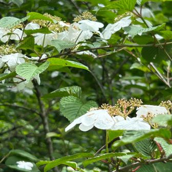 キリンの草つきから鳥越峠までの
クラッシックルート

ここは薮あり、足元悪し、
毎回疲れる（軟弱物）