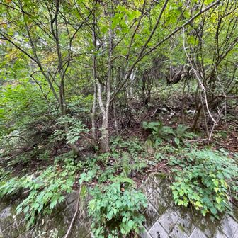 💩横のこの山側から、昨日ブルブル🐻の身震い音がしていました💦