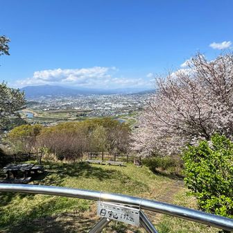 ここの桜と富士山のコラボを楽しみにしていたけど、残念ながら富士山は雲に隠れてしまった。
