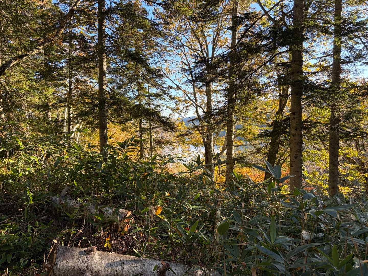 大清水バス停-三平峠-尾瀬沼-燧ヶ岳 往復コースの写真